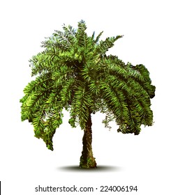 Palm tree. Vector illustration