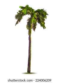 Palm tree. Vector illustration