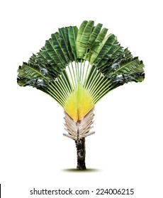 Palm tree. Vector illustration