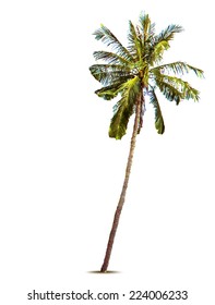 Palm tree. Vector illustration