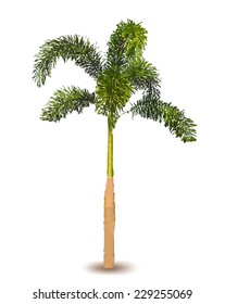 Palm tree. Vector illustration