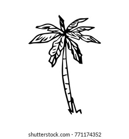 Palm tree vector illustration. Doodle style. Design, print, decor, textile, paper