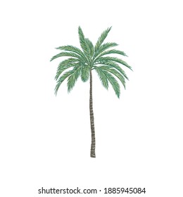 palm tree vector illustration isolated on white