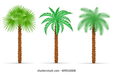 palm tree vector illustration isolated on white background