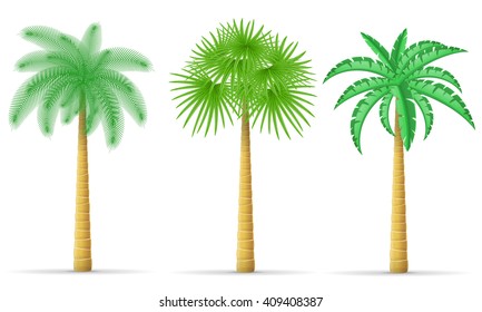 palm tree vector illustration isolated on white background