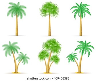 palm tree vector illustration isolated on white background