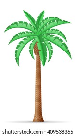 palm tree vector illustration isolated on white background