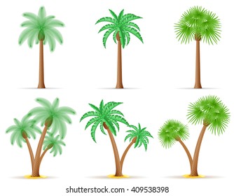 palm tree vector illustration isolated on white background