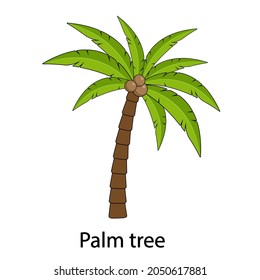 Palm tree vector, with the inscription Palm tree. Palm tree with coconuts isolated on a white background