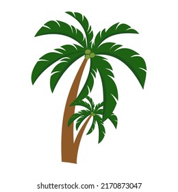 palm tree vector palm plant vector art