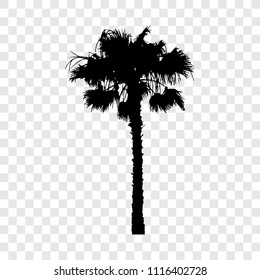 Palm tree vector silhouette, isolated, vector illustration.