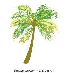 Palmera de fondo blanco. ilustración vectorial