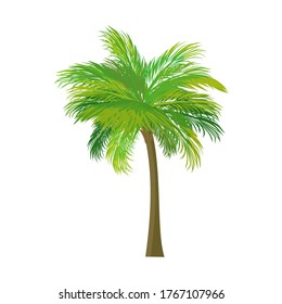 Palm tree with a white background. vector illustration