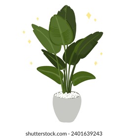 palm tree in a white pot