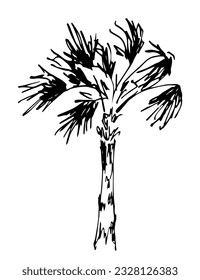 Palm tree in the wind. Tropical vegetation. Nature and landscape. Vector sketch in ink. Doodle black outline drawing.