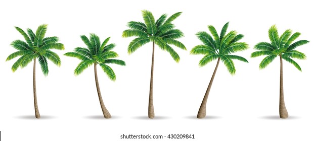 Palm trees - Shutterstock ID 430209841