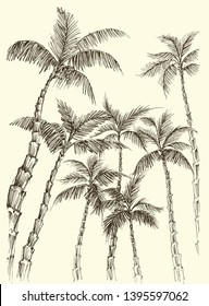 Palm trees background, hand drawn coconut vector