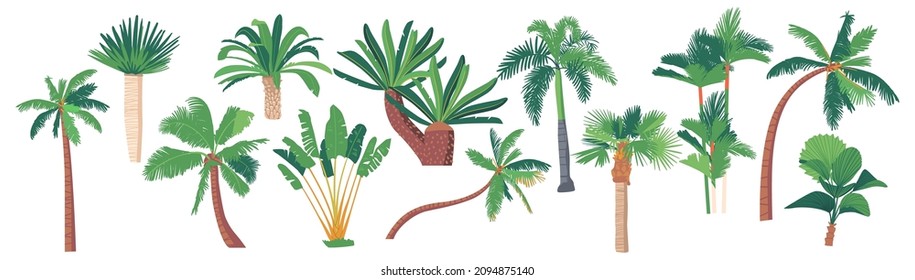 Palm Trees, Banana, Coconut Tropical Plants Graphic Design Elements Isolated on White Background. Jungle and Rainforest Flora, Collection of Different Botanical Elements. Vector Illustration, Icon Set