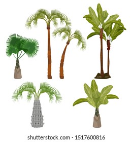 Palm trees. Beach california plants brazil hawaii garden palms leaf vector cartoon collection