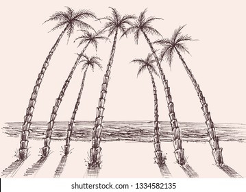 Palm trees beach, sea view hand drawing