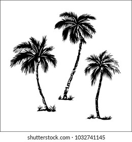 Palm trees, black silhouettes isolated on white background. Vector