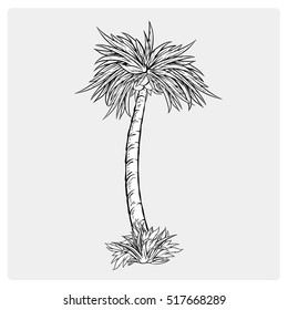 palm trees black silhouettes isolated on white background. Vector