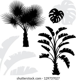 Palm trees black silhouettes on white background.