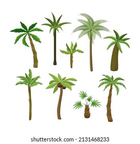 Palm trees cartoon illustration collection. Exotic fruitful, coconut or banana trees, tropical vegetation, greenery or plants isolated on white background. Nature, flora, jungle concept