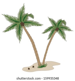 palm trees with coconut isolated on white background