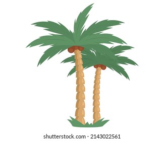 Palm trees with coconut on sand island flat vector cocopalm. Two coconut tree with coco nuts isolated on white background. Tropical climate plant, symbol of warmth and vacation in paradise place