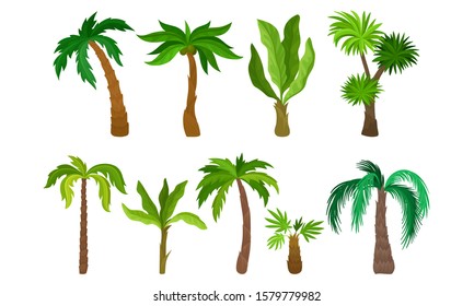 Colección Palm Trees, Bosque Tropical, Ilustración de vectores de elementos de diseño paisajístico