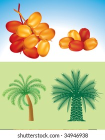 Palm Trees and Dates