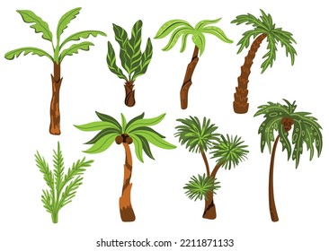 Palm trees. Decorative tropical trees with different shapes leaves, botanical exotic plants, jungle coconuts, miami beach flora, subtropical climate, swanky vector cartoon flat set