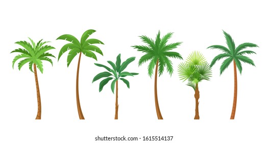 Palm trees flat vector illustrations set. Exotic beach plants isolated pack. Leaves and trunks cartoon collection on white background. Tropical coconut and banana palms design elements.