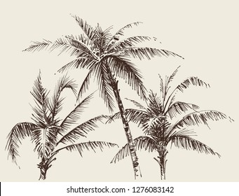 Palm Trees Foliage, Tree Crown Drawing