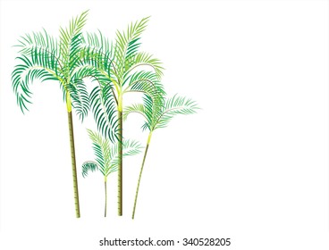 palm trees ,golden can palm,yellow cane palm ,vector illustration