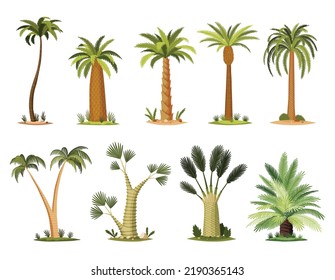 Palm trees with green leaves top and trunks. Collection of different kind tropical trees, exotic fruitful tree. Vector nature flora isolated on white background