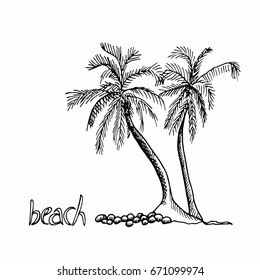 Palm trees hand drawn outline sketch. Two exotic trees isolated on white background.