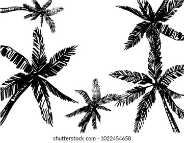 Palm trees. Hand drawn sketch. Vector illustration. 