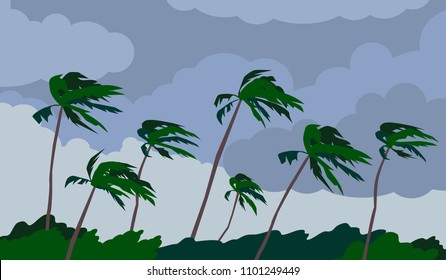 palm trees hurricane storm landscape