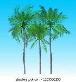 Palm trees isolated on background. Beautiful vectro palm tree set vector illustration