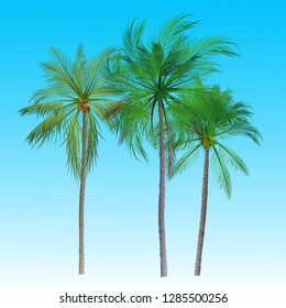 Palm trees isolated on background. Beautiful vectro palm tree set vector illustration