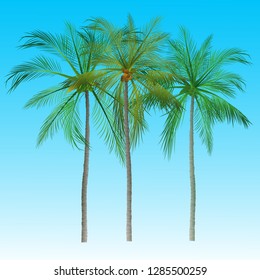 Palm trees isolated on background. Beautiful vectro palm tree set vector illustration