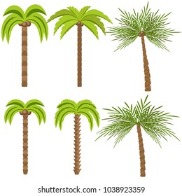 Palm trees isolated on white background. Beautiful vectro palma tree set vector illustration