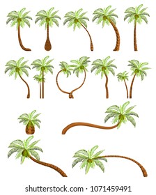 Palm trees isolated on white background. Beautiful vectro palma tree set vector illustration