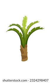 Palm trees are isolated on white background. Beautiful palm tree illustration. Coconut tree illustrations