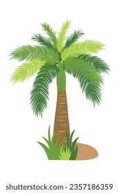 Palm trees isolated on white background. Beautiful vectro palma tree set vector illustration