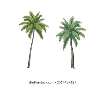 Palm trees isolated on white background. Beautiful vectro palma tree set vector illustration