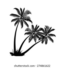 Palm trees isolated on white background