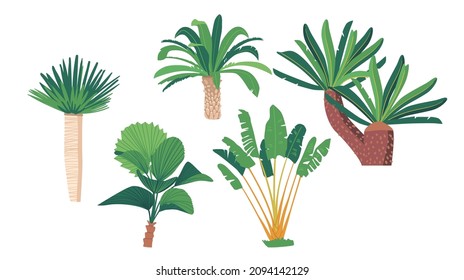 Palm Trees, Isolated Tropical Plants, Banana, Coconut or Ficus Exotic Plants. Decorative or Wild Palms Graphic Design Elements on White Background. Cartoon Vector Illustration, Icons Set